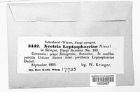 Macroconia leptosphaeriae image